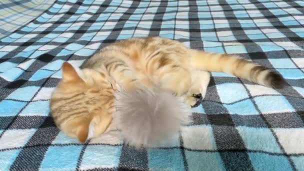 Gattino Strisce Zenzero Che Gioca Con Palla Pelo Coperta Scacchi — Video Stock