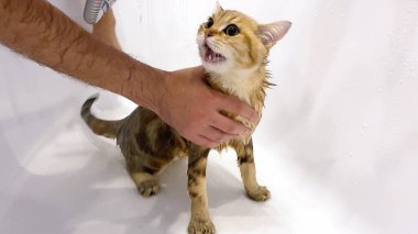 Islak kızıl kedi yavrusu banyo yap. Eller kediyi yıkar