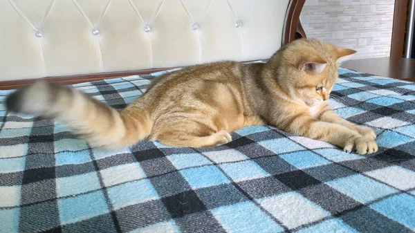 Ginger Striped Kitten Lying Blue Checkered Blanket Golden Chinchilla Cat — Stock Photo, Image