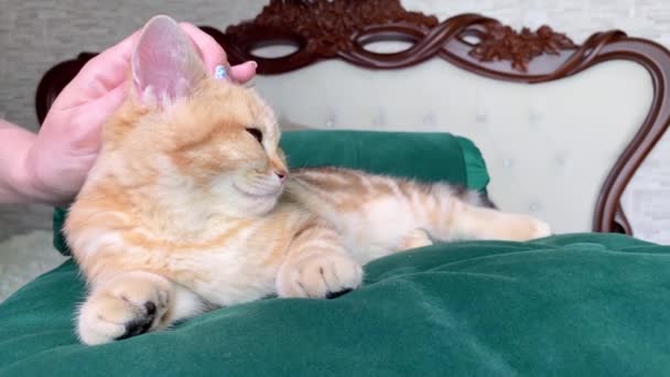 Mujer Mano Acariciando Poco Rojo Jengibre Rayas Gatito Acostado Verde — Vídeos de Stock