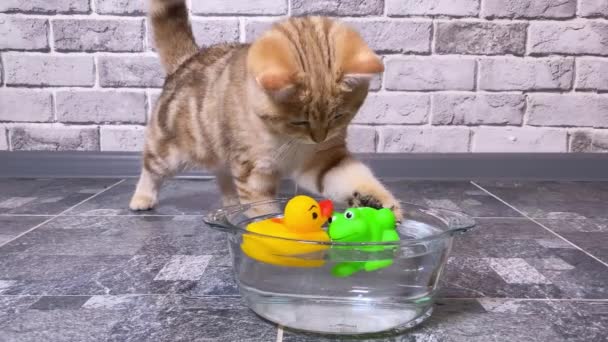 カエルとアヒルのおもちゃで遊んでいる赤い生姜のストライプの子猫 レンガ灰色の壁の背景 — ストック動画