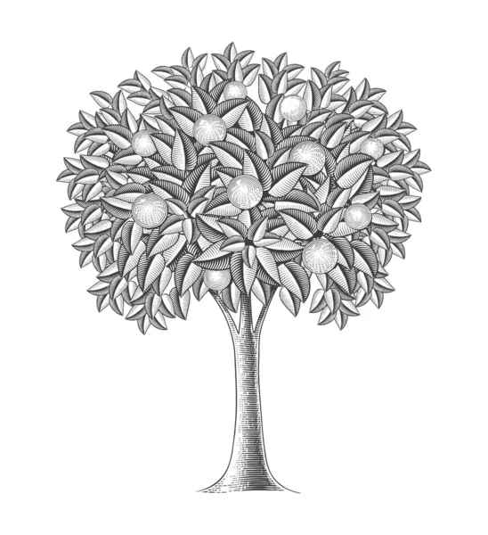 Οπωρωφόρο δέντρο στη χαρακτική στυλ — Διανυσματικό Αρχείο