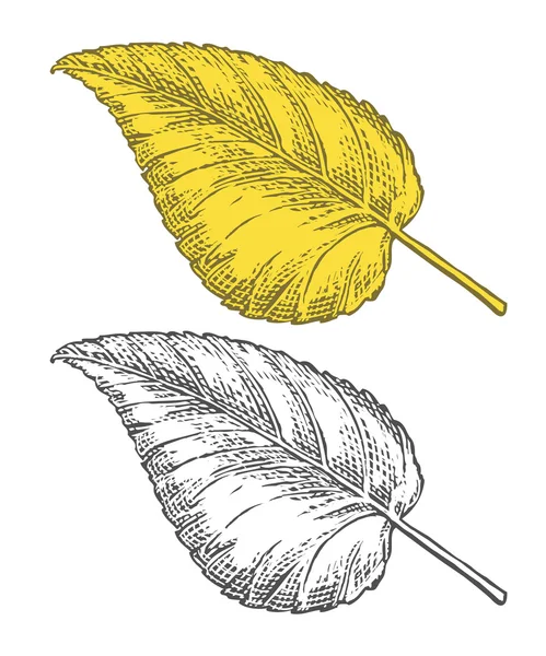 Осенний лист в стиле гравировки — стоковый вектор