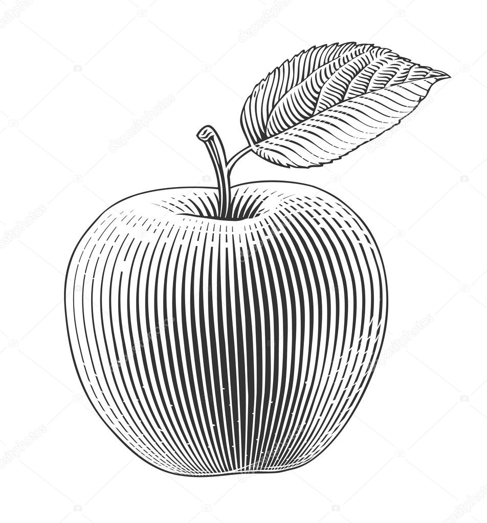 Apple in engraving style