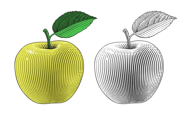 Apple in stijl gravure — Stockvector