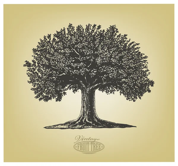 Tree in engraving style — Stock Vector