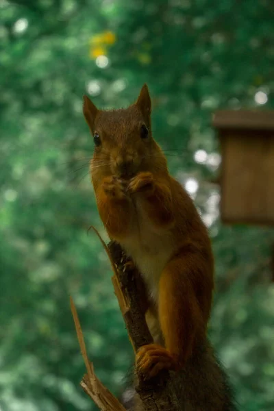 Bir ağaç dalındaki sincap yeşil yaprakların arasından izleyiciye yakından bakar. Rusya 'nın vahşi yaşamı