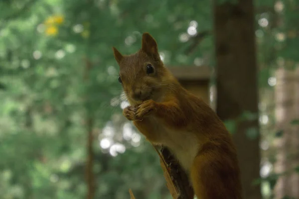 Ağaçta poz veren kırmızı sincap. Ağaçta oturan komik tüylü sincabın portresi.