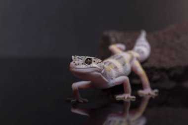 Bir leopar kertenkele, dalda kertenkele, Eublepharis macularius, hayvan yakın çekimi..