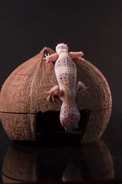 Lampart Gecko Jaszczurka Kokosie Eublepharis Macularius Zbliżenie Zwierząt — Zdjęcie stockowe