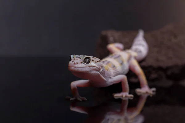 Lampart Gecko Jaszczurka Gałęzi Eublepharis Macularius Zbliżenie Zwierząt — Zdjęcie stockowe