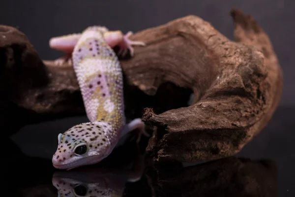 Leopard Gecko Lizard Branch Eublepharis Macularius Animal Closeup — Stock Photo, Image