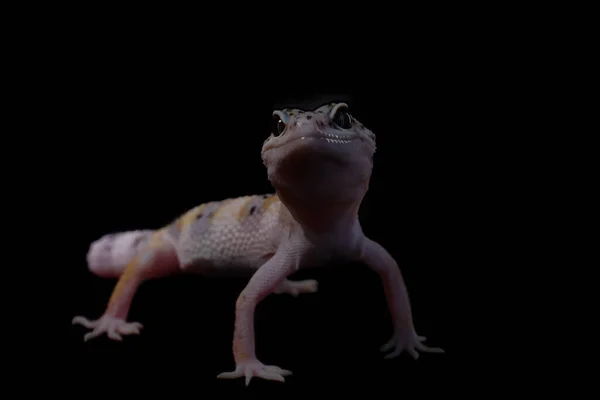 Siyah arka planda bir leopar kertenkelesi, Eublepharis macularius, hayvan yakın plan.