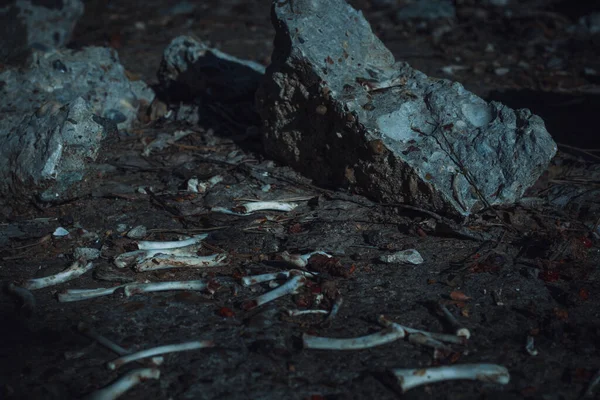 Kemirilmiş kemikler yerde yatıyor.