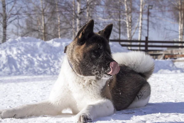 Big Fluffy Dog American Akita Snow Background Wooden Town — Stock Photo, Image