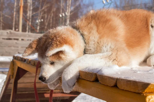 Portret Rudego Psa Shiba Inu Zimowym Parku Tle Drewnianego Miasta — Zdjęcie stockowe