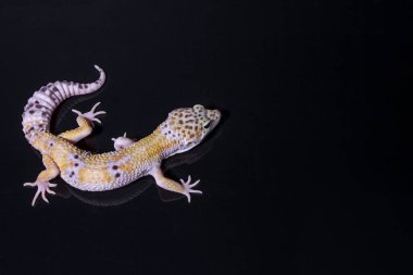 Bir leopar kertenkelesi, kara arka planda bir kertenkele, Eublepharis macularius, hayvan yakın plan