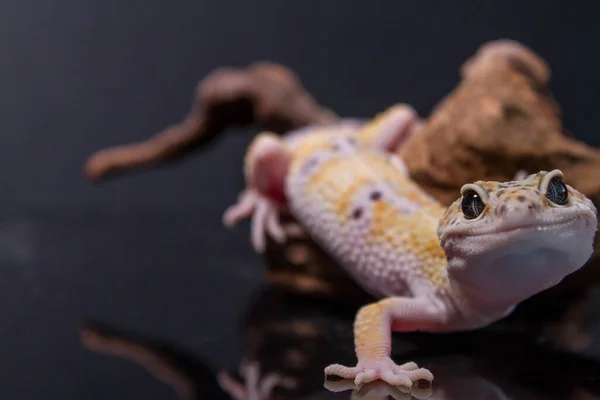 Lampart gecko, jaszczurka na gałęzi, eublepharis macularius, zbliżenie zwierząt — Zdjęcie stockowe