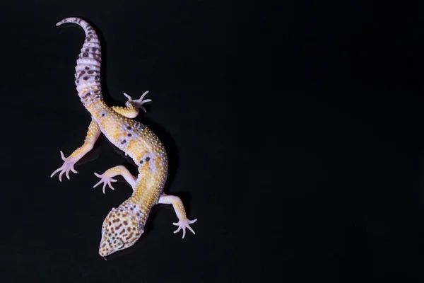 Lampart gecko, jaszczurka na czarnym tle, eublepharis macularius, zbliżenie zwierząt — Zdjęcie stockowe