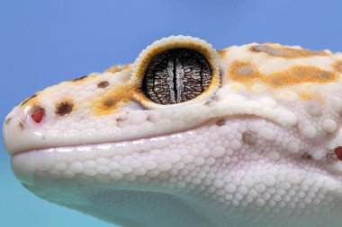 Bir leopar kertenkele, mavi arka planda kertenkele, Eublepharis macularius, hayvan yakın plan.