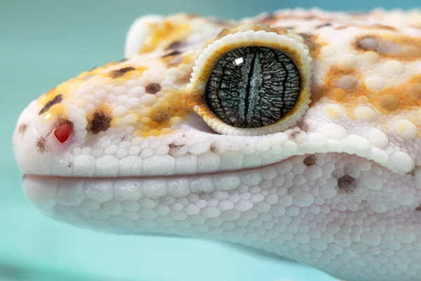 Lampart gecko, jaszczurka na niebieskim tle, eublepharis macularius, zbliżenie zwierząt. — Zdjęcie stockowe