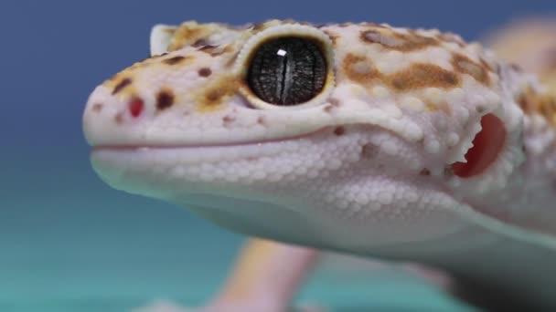 Close-up van een kleurrijke luipaard gekko, populaire tropische reptiel soorten — Stockvideo