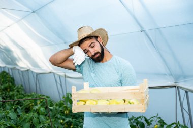 Genç ve mutlu bir adam, ailesi ve müşterileri için taze organik gıda ve sebze yetiştirme projesi olarak serasında biber ya da kırmızı biber topluyor. 