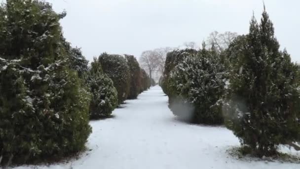 道に雪が積もっている冬の谷の墓地を歩き カメラを振る木を見た最初の人 — ストック動画