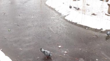 Sırbistan 'ın Novi Sad kentindeki Dunavski parkındaki donmuş göl manzarası (tercüme edilmiş Tuna Parkı) soğuk kış günlerinde donmuş buzun üzerinde yürüyen ve yiyen güvercinlerle birlikte