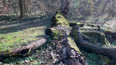 Kalıntılar ya da çürümüş yaşlı bir ağacın kalıntıları ormandaki yosunlarla kaplı yerde yatıyor.