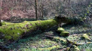 Yosun kaplı ormanda yerde yatan çürümüş bir ağacın kalıntıları ya da kalıntıları.
