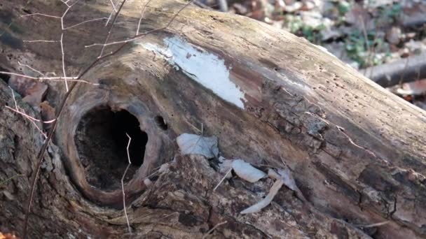 Ein Alter Morscher Baum Auf Dem Boden Wald — Stockvideo