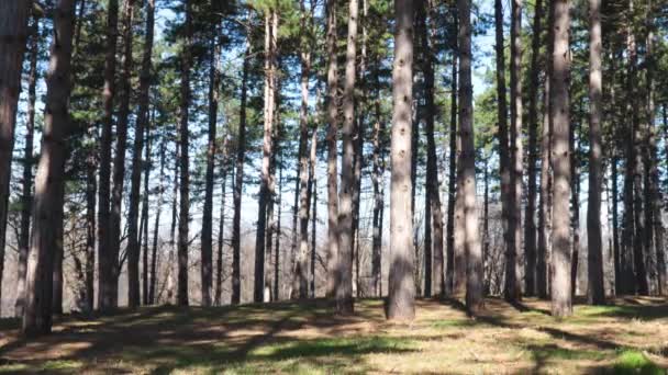 Wysokie Sosny Parku Przyrody Oświetlone Słońcem Lesie — Wideo stockowe