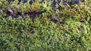 Canlı, yeşil, nemli yosunları doğadaki yaşlı ağaç kabuğuna yakın tut.