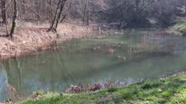 Turuncu kuru sazlıklar gölün suyunda ya da gölette, doğada yansıması olan.