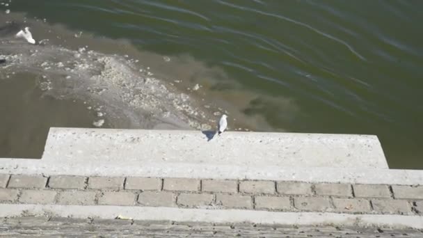 Las Gaviotas Reúnen Río Punto Donde Alcantarilla Ciudad Fluye Agua — Vídeos de Stock