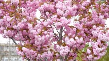 A beautiful tree with blossoming purple flowers sways in the wind selective focus