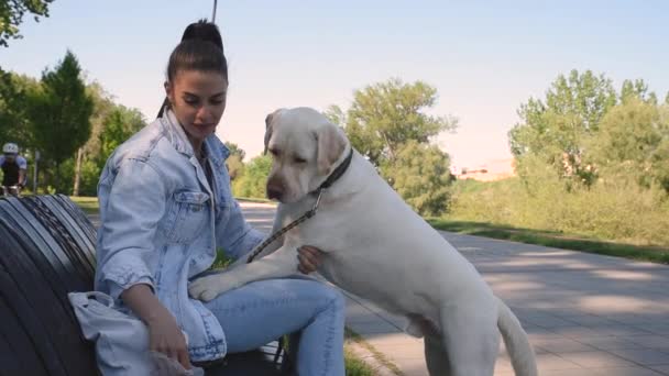 一位年轻漂亮的女士正坐在公园的长椅上 而她的宠物狗 金拉布拉多猎犬 则站在那里 用一块狗饼干喂它 — 图库视频影像