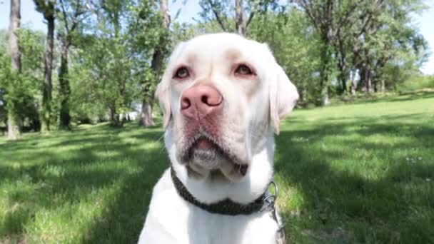 Dekat Kepala Anjing Labrador Retriever Emas Ketika Menggonggong Luar — Stok Video