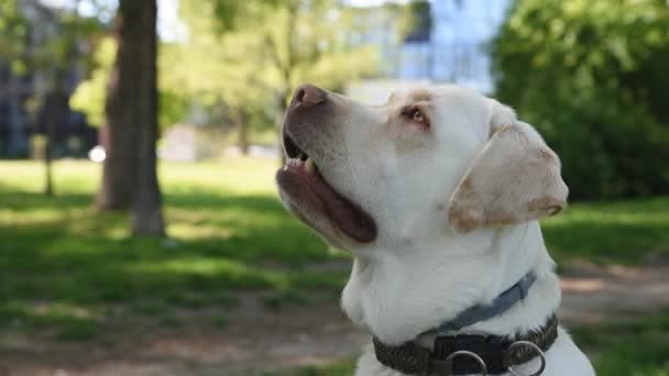 Giovane Bel Cane Giallo Dorato Labrador Retriever Nel Parco Guardando — Video Stock