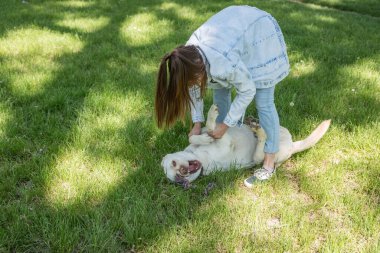 Parkta evcil köpeği Golden Labrador Retriever ile oynayan genç ve güzel, güneşli bir günün tadını çıkaran güzel bir kadın.