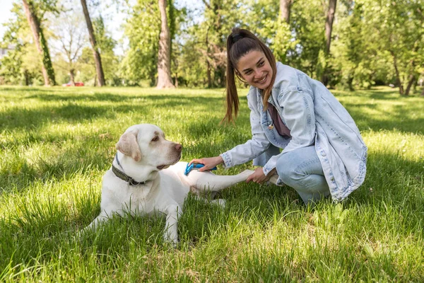 Jovem Bela Mulher Sorridente Preparando Sua Pele Cão Estimação Labrador — Fotografia de Stock