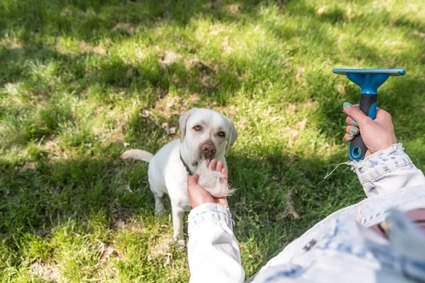 Jovem Mulher Grooming Seu Cão Estimação Labrador Retriever Dourado Segura — Fotografia de Stock
