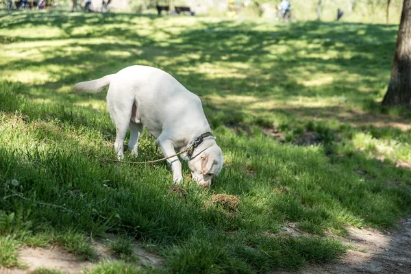 若い黄金のラブラドールレトリバー犬は所有者から離れ 綱で公園を一人で歩き 地面を滑らせます — ストック写真