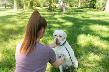 Genç ve güzel bir kadın, altın Labrador köpeğine parkta pençe atmayı öğretiyor.