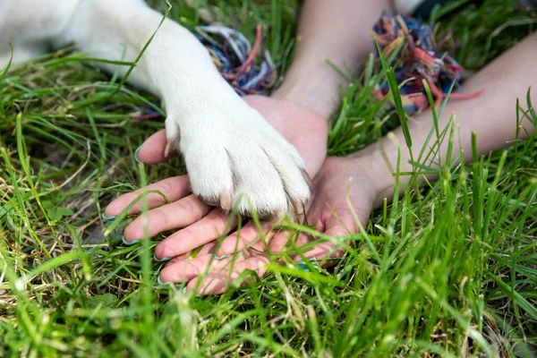 Mãos Uma Mulher Com Pata Cão Nele Representam Uma Amizade — Fotografia de Stock