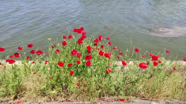 Papaver Rhoeas Met Gemeenschappelijke Namen Waaronder Gewone Maïs Papaver Rode — Stockvideo