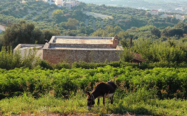 Osel na venkově krajinu, Kréta, Řecko — Stock fotografie