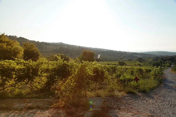 Panoramic view of a vineyard in Crete, Greece. — Stock Photo, Image