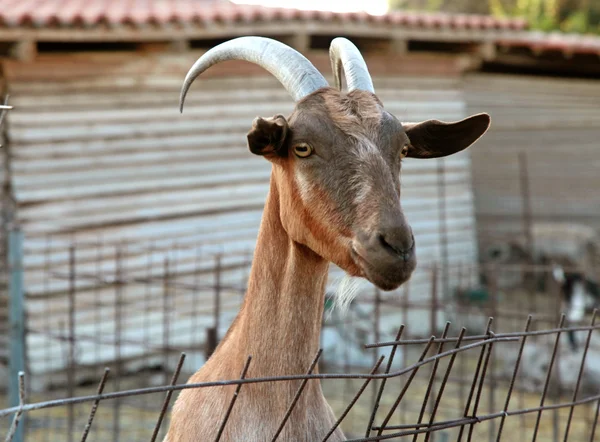 Cabra en la granja —  Fotos de Stock